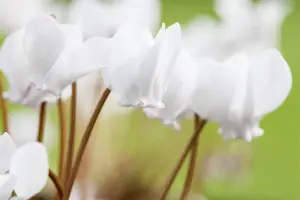 Cyclamen hederifolium 'Album'