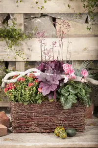 Cyclamen hederifolium mix