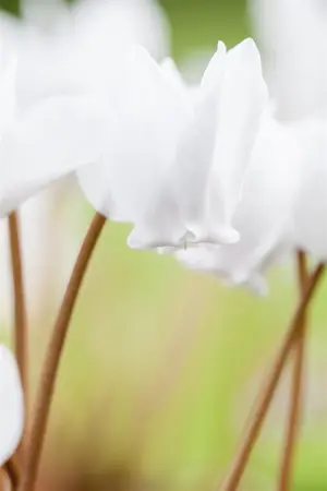 Cyclamen hederifolium mix - P9 - image 3