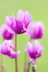 Cyclamen hederifolium mix - P9 - image 5