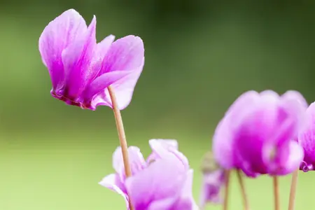 Cyclamen hederifolium mix - P9 - image 4