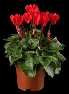 CYCLAMEN PATIO MIXED  9CM - image 3