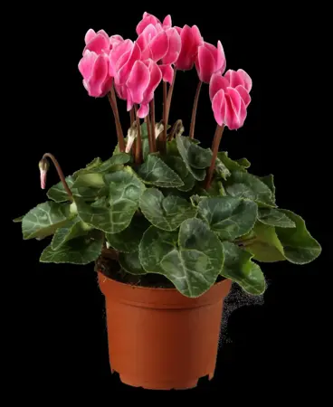 CYCLAMEN PATIO MIXED  9CM - image 5