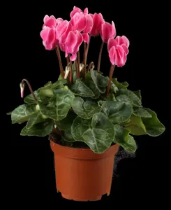 CYCLAMEN PATIO MIXED  9CM - image 5