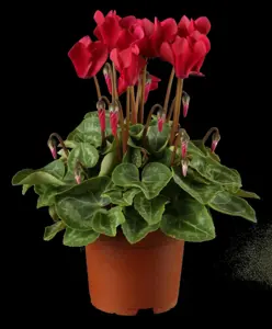 CYCLAMEN PATIO MIXED  9CM - image 4