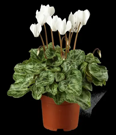 CYCLAMEN PATIO MIXED  9CM - image 1