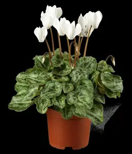 CYCLAMEN PATIO
