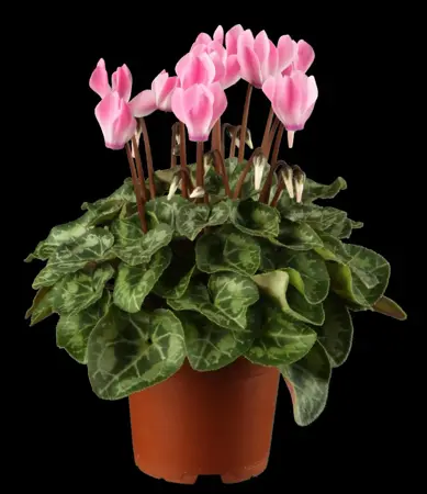 CYCLAMEN PATIO MIXED  9CM - image 2