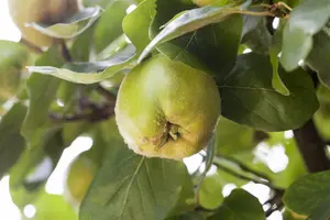 Cydonia oblonga