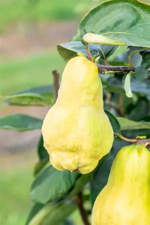 Cydonia oblonga 'Champion' - BUSHES 3-4 SH - image 3