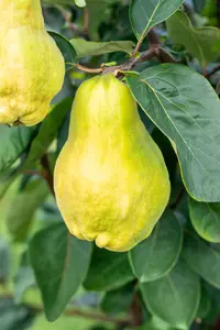 Cydonia oblonga 'Champion' - STD 4-6 CM CONT - image 4