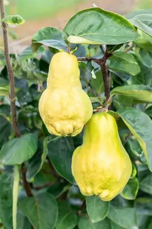 Cydonia oblonga 'Champion' - 1/2 STEM GIRTH 18-20 CM C130 - image 2