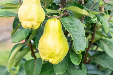 Cydonia oblonga 'Champion' - DOUBLE U-SHAPE C15 - image 5