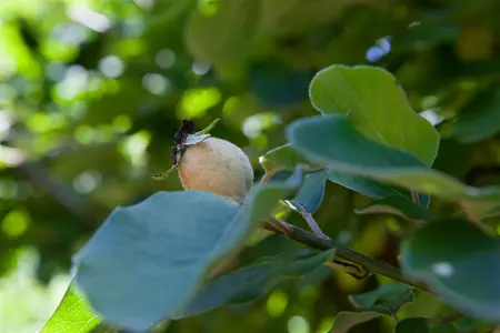 Cydonia oblonga 'Champion' - BUSHES 3-4 SH - image 1