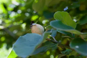 Cydonia oblonga 'Champion' - BUSHES 3-4 SH - image 1