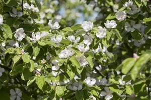 Cydonia oblonga 'Ludovic'