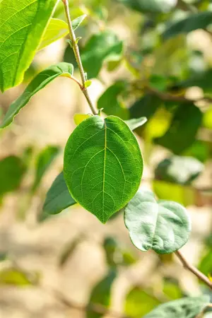 Cydonia oblonga 'Portugal' - 2 YR BUSH - image 2