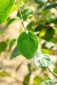 Cydonia oblonga 'Portugal' - 2 YR BUSH - image 2