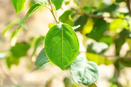 Cydonia oblonga 'Portugal' - 2 YR BUSH - image 1