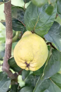 Cydonia oblonga 'Rea's Mammoth' - 2 YR BUSH - image 2