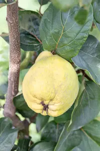 Cydonia oblonga 'Rea's Mammoth' - SOLITAIR 250-300 CM RB - image 2