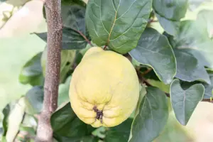 Cydonia oblonga 'Rea's Mammoth'