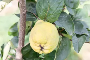 Cydonia oblonga 'Rea's Mammoth' - SOLITAIR 250-300 CM RB - image 1