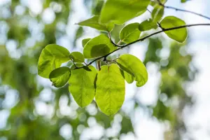 Cydonia oblonga 'Serbian' - 1/2 STDS BR - image 3