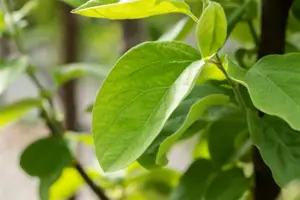 Cydonia oblonga 'Vranja'