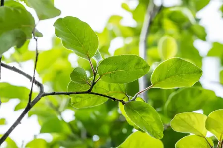 Cydonia oblonga 'Vranja' - 2 YR BUSH - image 2