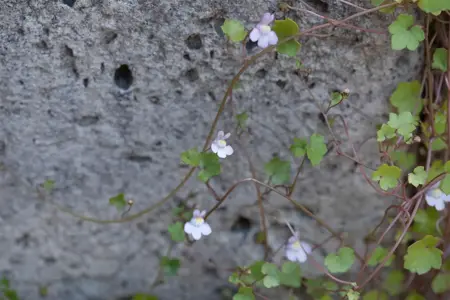 Cymbalaria muralis - P9 - image 3