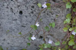 Cymbalaria muralis - P9 - image 3