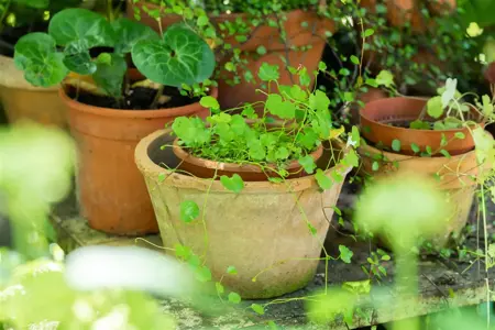 Cymbalaria muralis - P9 - image 4