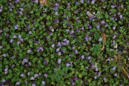 Cymbalaria muralis - P9 - image 1
