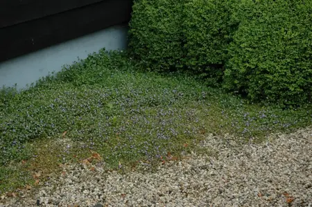Cymbalaria muralis - P9 - image 2