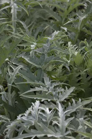 Cynara cardunculus - P9 - image 1