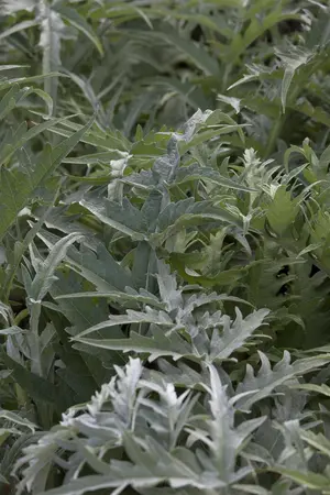 Cynara cardunculus - P11 - image 1