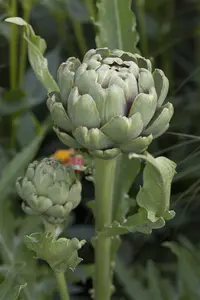 Cynara cardunculus - P11 - image 2