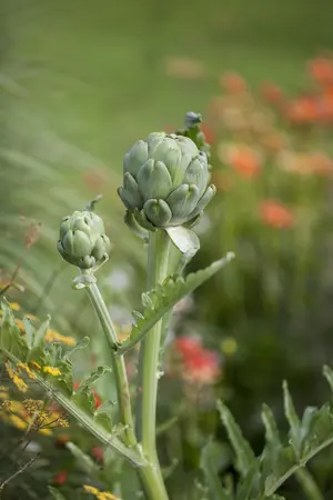 Cynara cardunculus - P11 - image 3