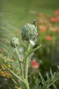 Cynara cardunculus - P11 - image 3