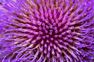 Cynara cardunculus - P9 - image 5