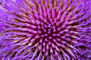 Cynara cardunculus - P11 - image 5