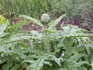 Cynara cardunculus - P11 - image 4