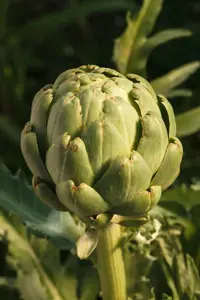 Cynara scolymus - P13 - image 2