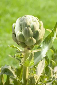 Cynara scolymus - P13 - image 4