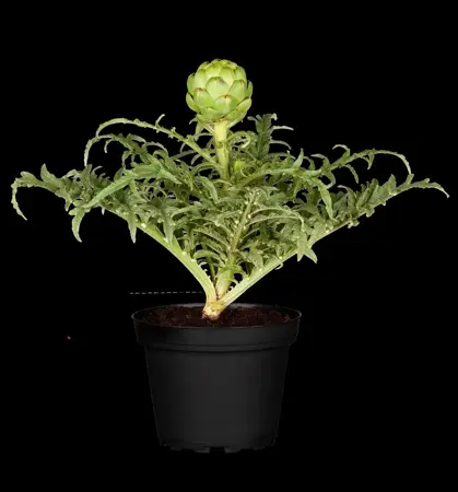 Cynara scolymus - P13 - image 5