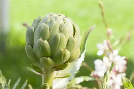 Cynara scolymus - P13 - image 3