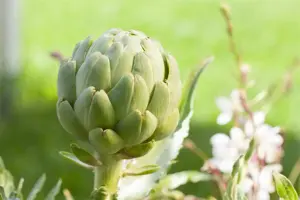 Cynara scolymus - P13 - image 3