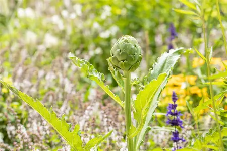 Cynara scolymus - P9 - image 4