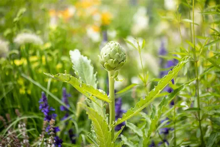 Cynara scolymus - P9 - image 5